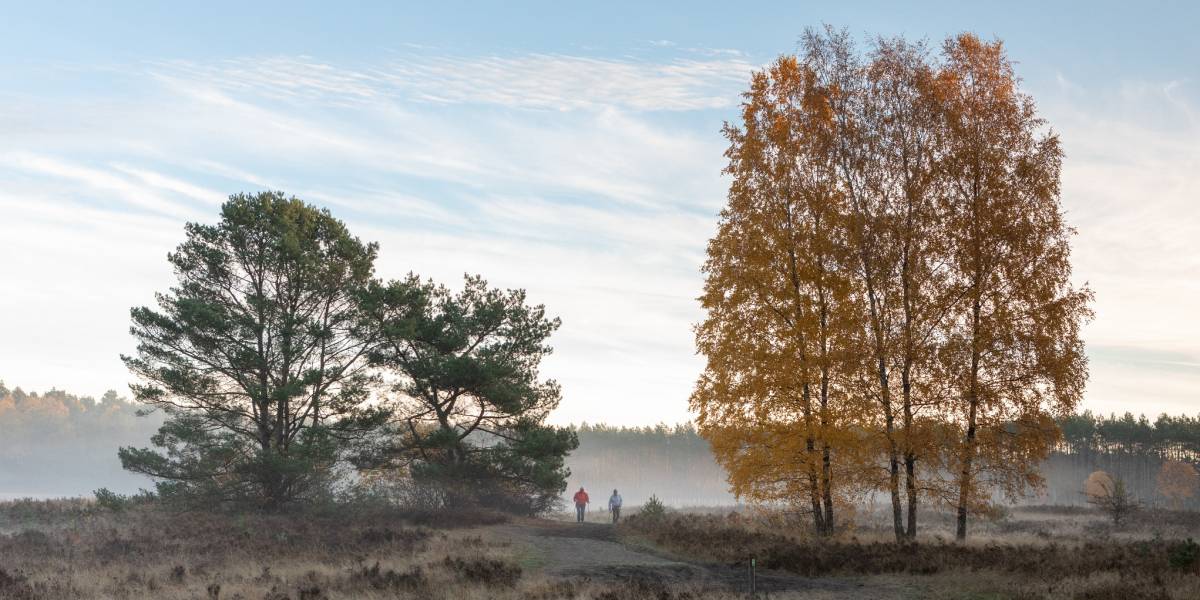 Herbstliche Landschaft in der Senne © Martin Davies